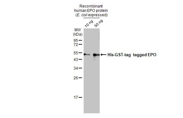 Epo Antibody in Western Blot (WB)