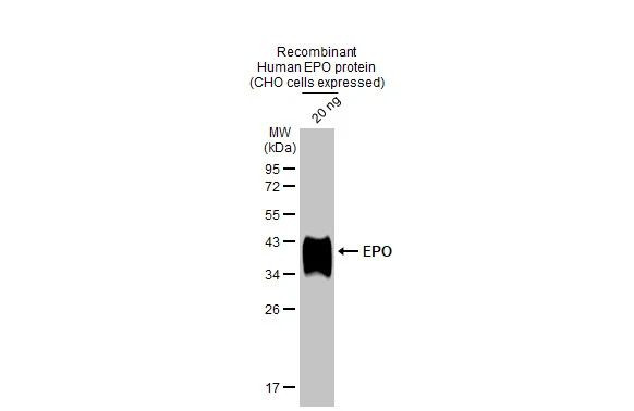 Epo Antibody in Western Blot (WB)