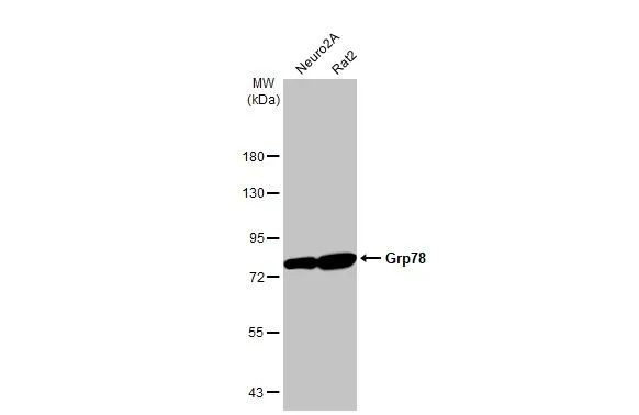 GRP78 Antibody in Western Blot (WB)