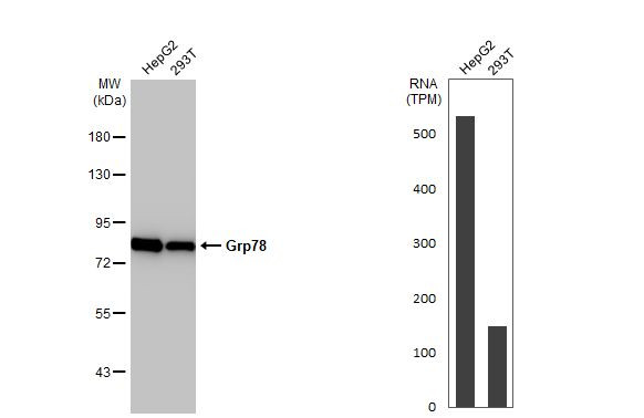 GRP78 Antibody in Western Blot (WB)