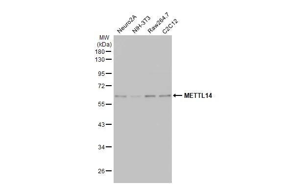 METTL14 Antibody in Western Blot (WB)