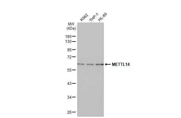 METTL14 Antibody in Western Blot (WB)