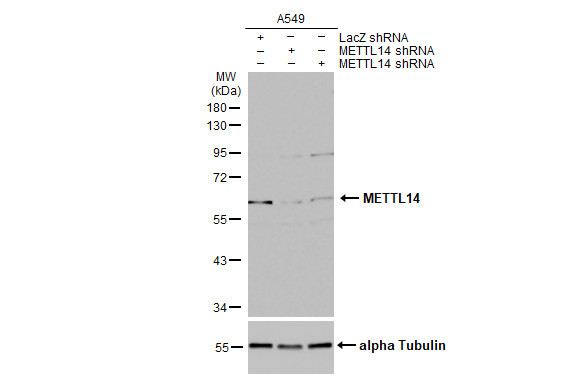 METTL14 Antibody in Western Blot (WB)