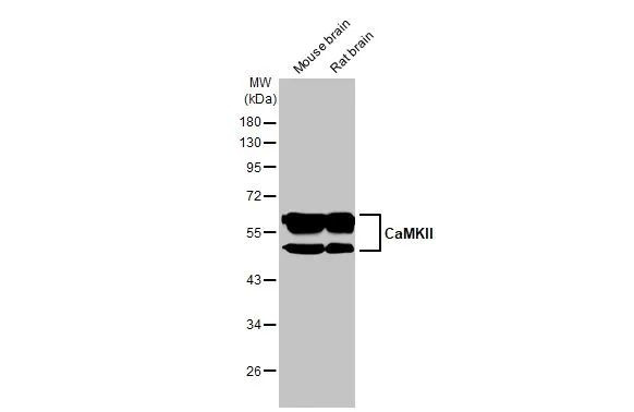 CaMKII Pan Antibody in Western Blot (WB)