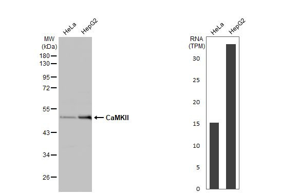 CaMKII Pan Antibody in Western Blot (WB)