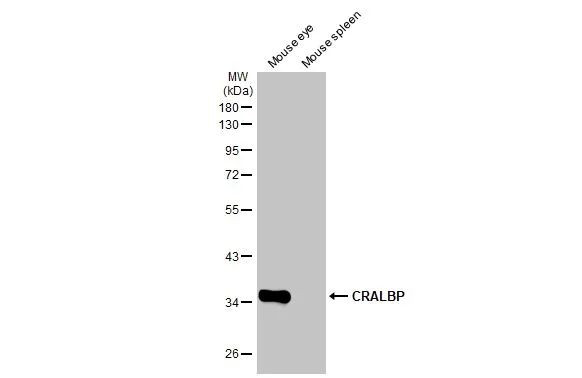 CRALBP Antibody in Western Blot (WB)