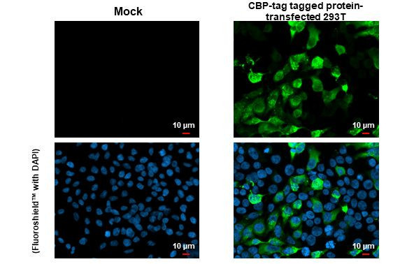 CBP Antibody in Immunocytochemistry (ICC/IF)