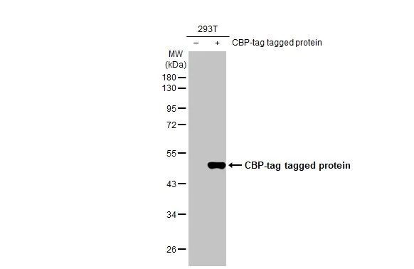 CBP Antibody in Western Blot (WB)