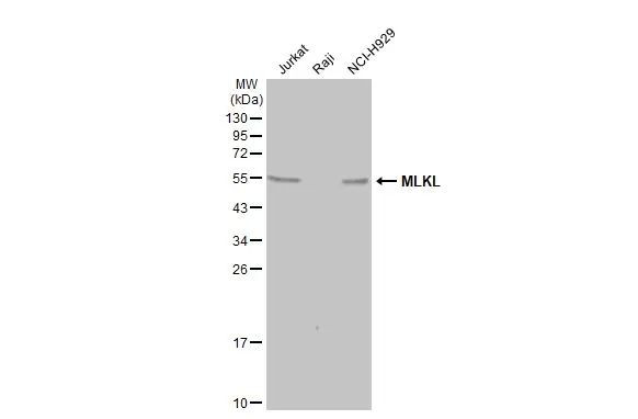 MLKL Antibody in Western Blot (WB)