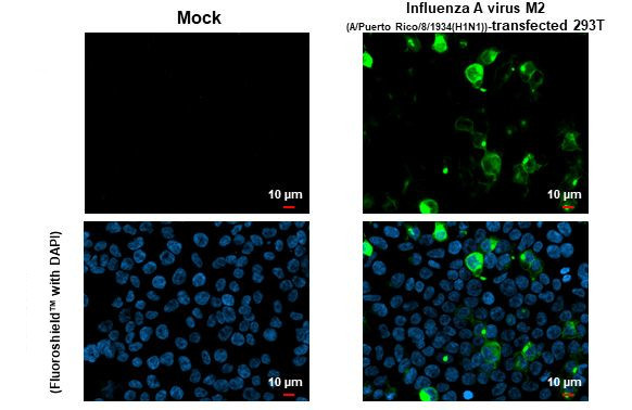 Influenza A M2 Antibody in Immunocytochemistry (ICC/IF)