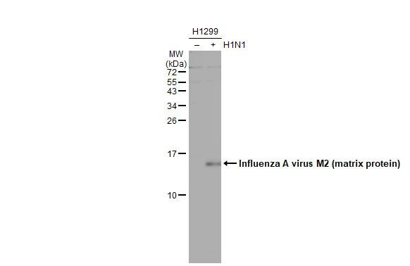 Influenza A M2 Antibody in Western Blot (WB)