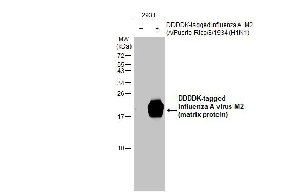 Influenza A M2 Antibody in Western Blot (WB)