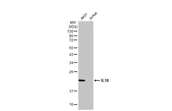 IL-18 Antibody in Western Blot (WB)