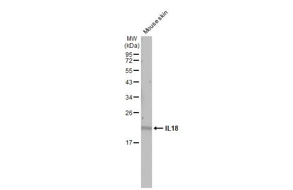 IL-18 Antibody in Western Blot (WB)