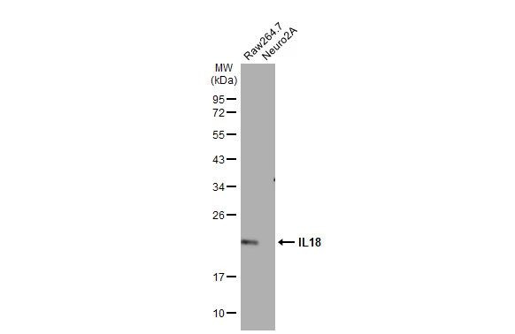 IL-18 Antibody in Western Blot (WB)