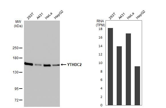 YTHDC2 Antibody in Western Blot (WB)