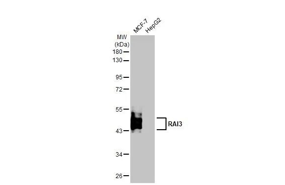 RAI3 Antibody in Western Blot (WB)