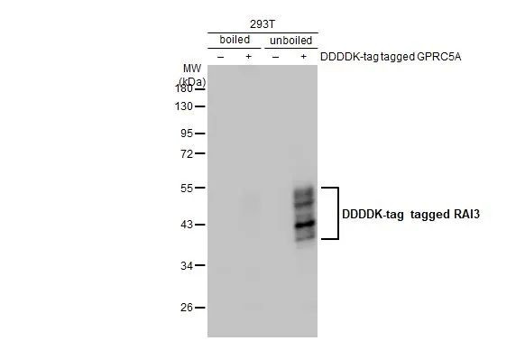 RAI3 Antibody in Western Blot (WB)