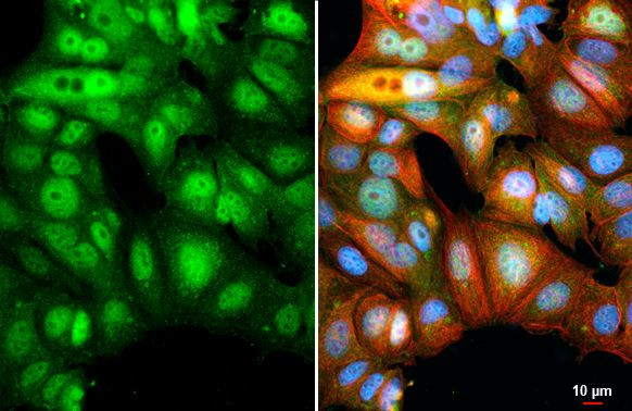 BATF Antibody in Immunocytochemistry (ICC/IF)