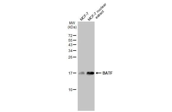 BATF Antibody in Western Blot (WB)