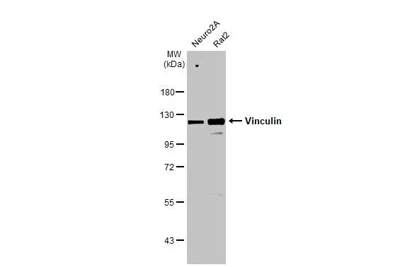 Vinculin Antibody in Western Blot (WB)