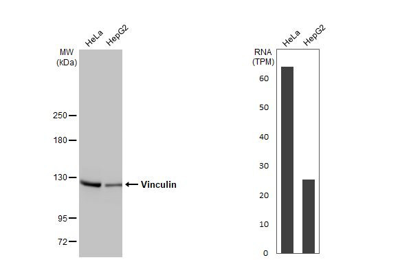 Vinculin Antibody in Western Blot (WB)