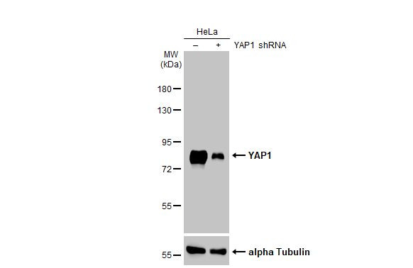 YAP1 Antibody in Western Blot (WB)