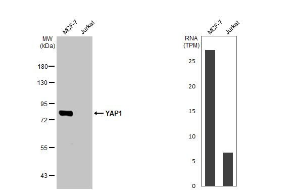 YAP1 Antibody in Western Blot (WB)