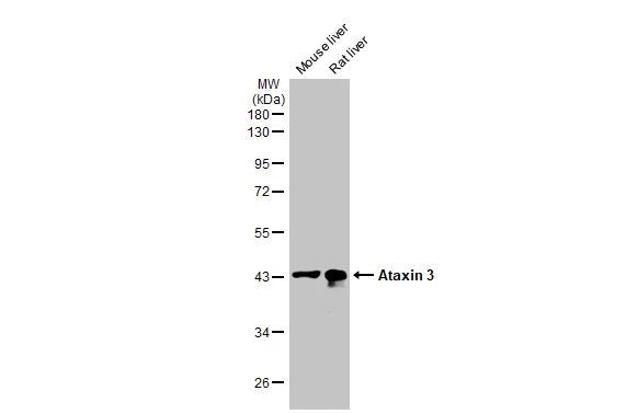 Ataxin 3 Antibody in Western Blot (WB)