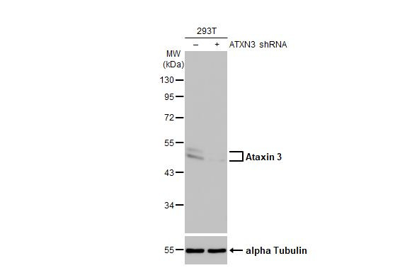 Ataxin 3 Antibody in Western Blot (WB)