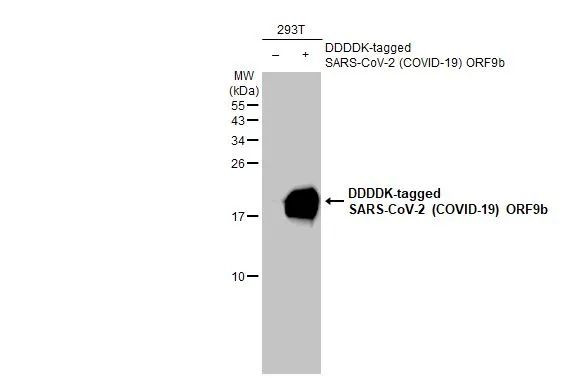 SARS-CoV-2 ORF9b Antibody in Western Blot (WB)