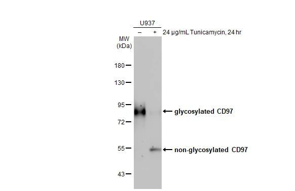 CD97 Antibody in Western Blot (WB)