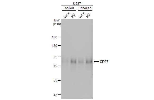 CD97 Antibody in Western Blot (WB)