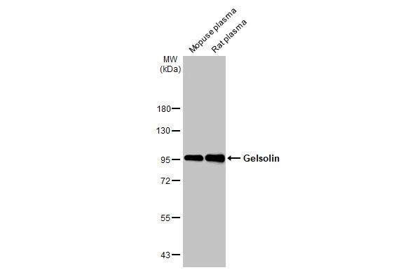 Gelsolin Antibody in Western Blot (WB)