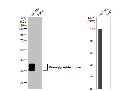 BATF Antibody in Western Blot (WB)