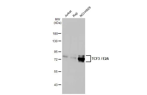 TCF3 Antibody in Western Blot (WB)