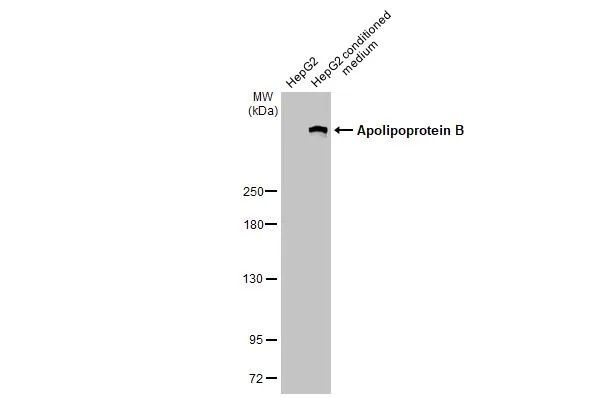 Apolipoprotein B Antibody in Western Blot (WB)