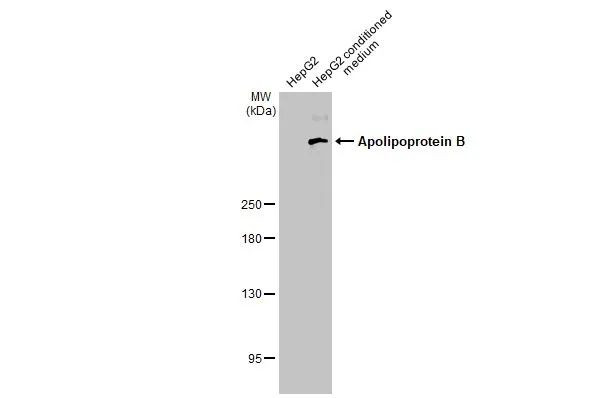 Apolipoprotein B Antibody in Western Blot (WB)