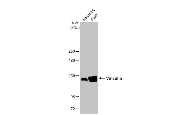 Vinculin Antibody in Western Blot (WB)