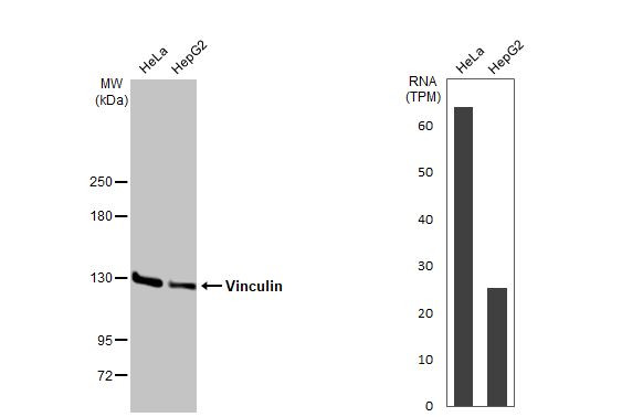 Vinculin Antibody in Western Blot (WB)