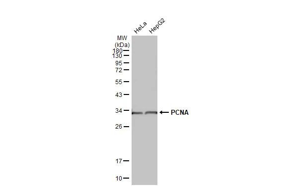 PCNA Antibody in Western Blot (WB)