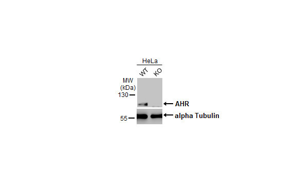 AHR Antibody in Western Blot (WB)