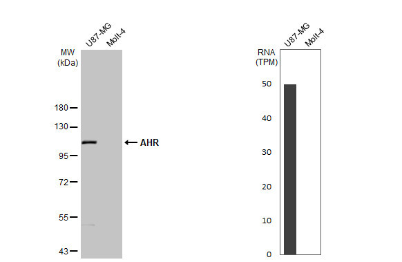 AHR Antibody in Western Blot (WB)