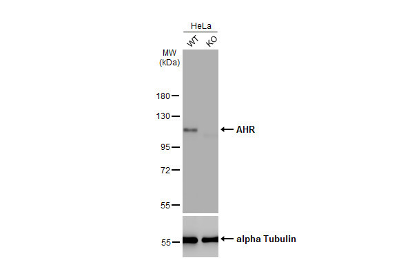 AHR Antibody in Western Blot (WB)