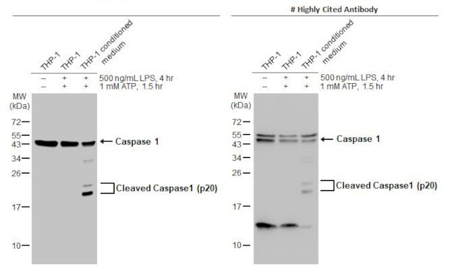 Caspase 1 Antibody in Western Blot (WB)