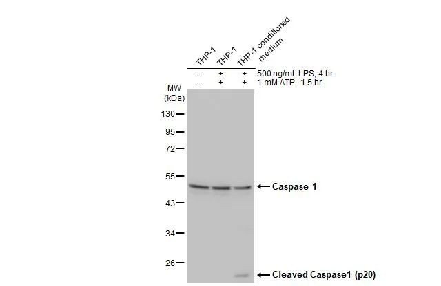 Caspase 1 Antibody in Western Blot (WB)