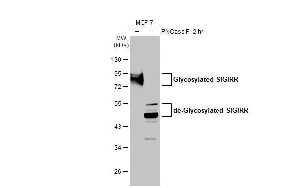 SIGIRR Antibody in Western Blot (WB)