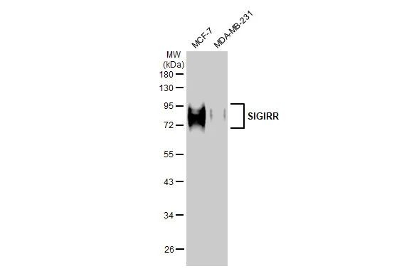 SIGIRR Antibody in Western Blot (WB)