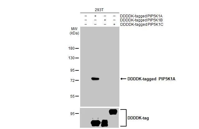 PIP5K1A Antibody in Western Blot (WB)