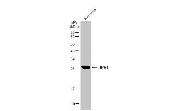 HPRT1 Antibody in Western Blot (WB)